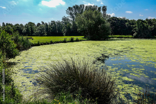 Photography Scenic view of the algae-covered pond and grassy area in Corkagh Park, Clondalkin, Dublin, Ireland, with trees and a wooden bench in the background
