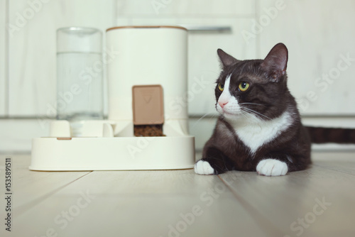 A Curious Cat is Investigating its Automatic Feeder with great interest and excitement