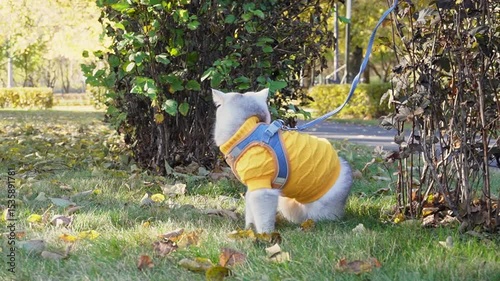 White cat in yellow sweater exploring autumn garden on leash