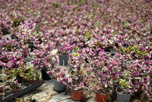 Fototapeta Naklejka Na Ścianę i Meble -  Many flower pots with blooming flowered violet tradescantia stand in greenhouse