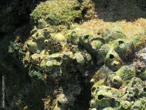 Fototapeta Naklejka Na Ścianę i Meble -  coral reef in the sea