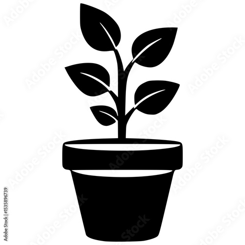 Plant growing in a pot with leaves reaching upward for sunlight