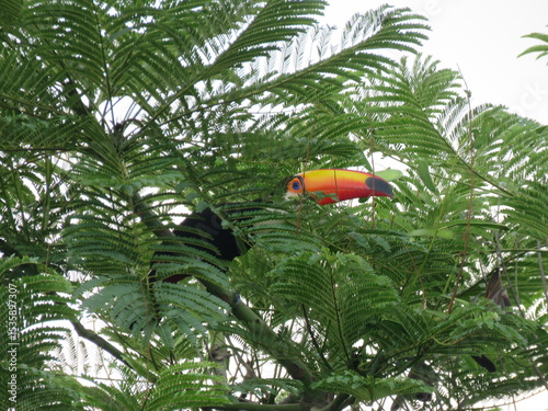 tropical bird in the jungle