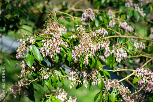 Close up of Japanese pieris (pieris japonica) flowers in bloom