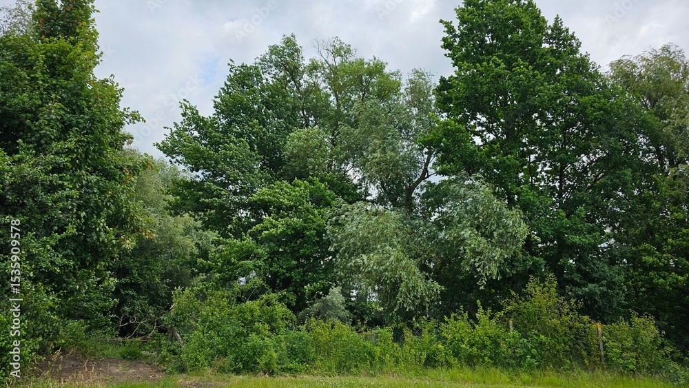Fototapeta premium trees in the forest