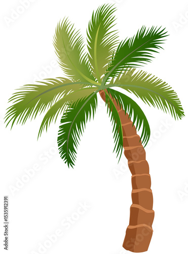 palmier arbre palmiers dessin