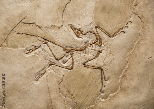 Background image of an Archaeopteryx fossil trapped in sandstone slab