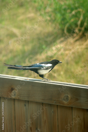 bird on the fence