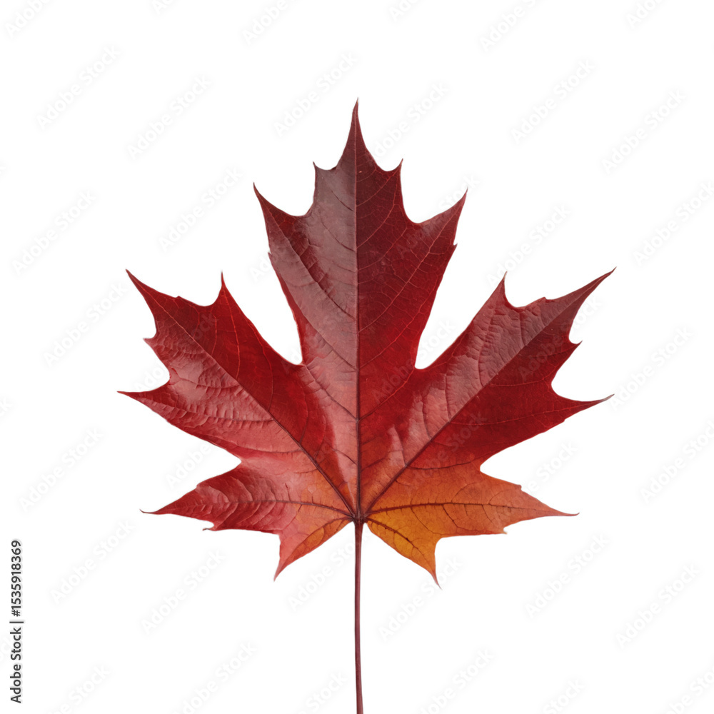Naklejka premium Single vibrant red maple leaf autumn fall isolated black tree on transparent background