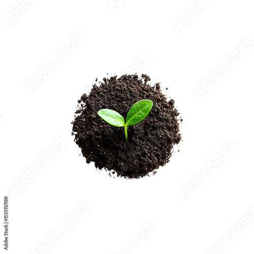 Green Young Plant Sprouting from Soil isolated on transparent background, PNG