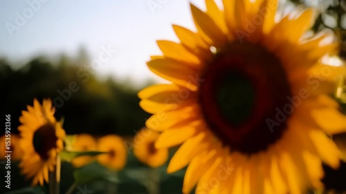 Close-up of Vibrant Yellow Sunflower Blossoms in a Field at Golden Hour with Warm Light