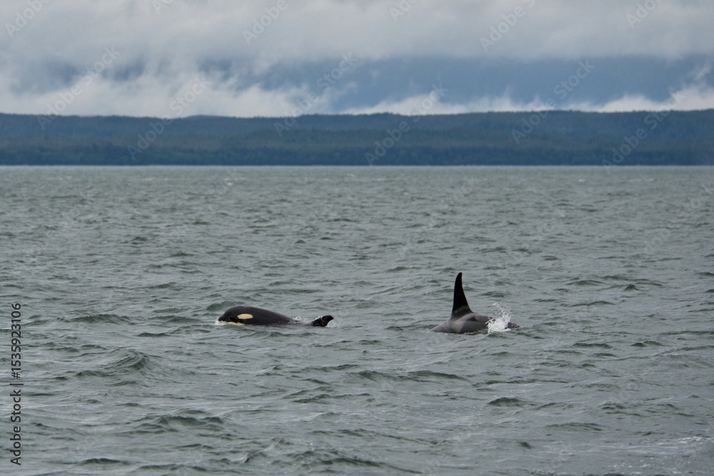 Fototapeta premium Orcas in the water