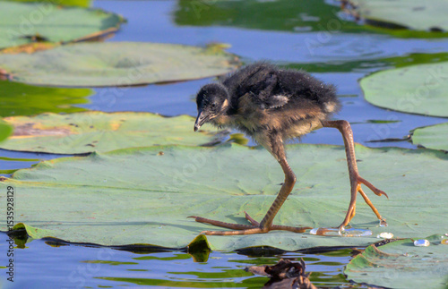 Chick of Purple gallinule (Porphyrio martinica) walking on lotus leaves floating at the lake surface, Fort Bend county, Houston area, Texas, USA photo