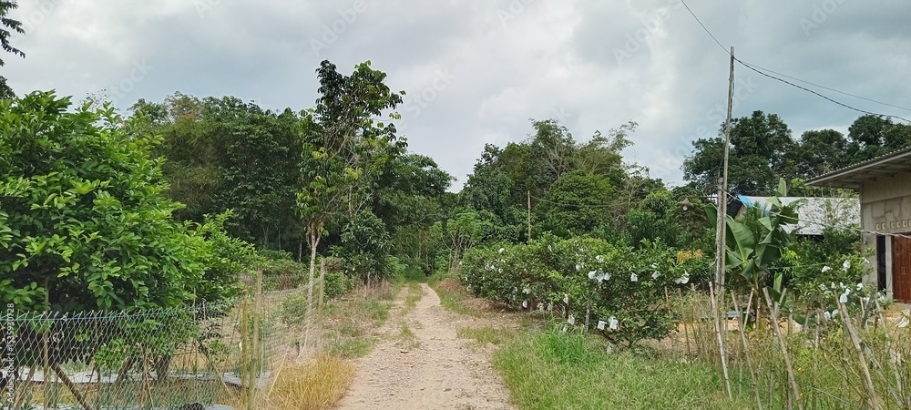 Naklejka premium road in the countryside. beautiful view during the day