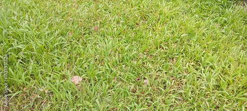 beautiful green grass in the middle of a dense forest. natural background
