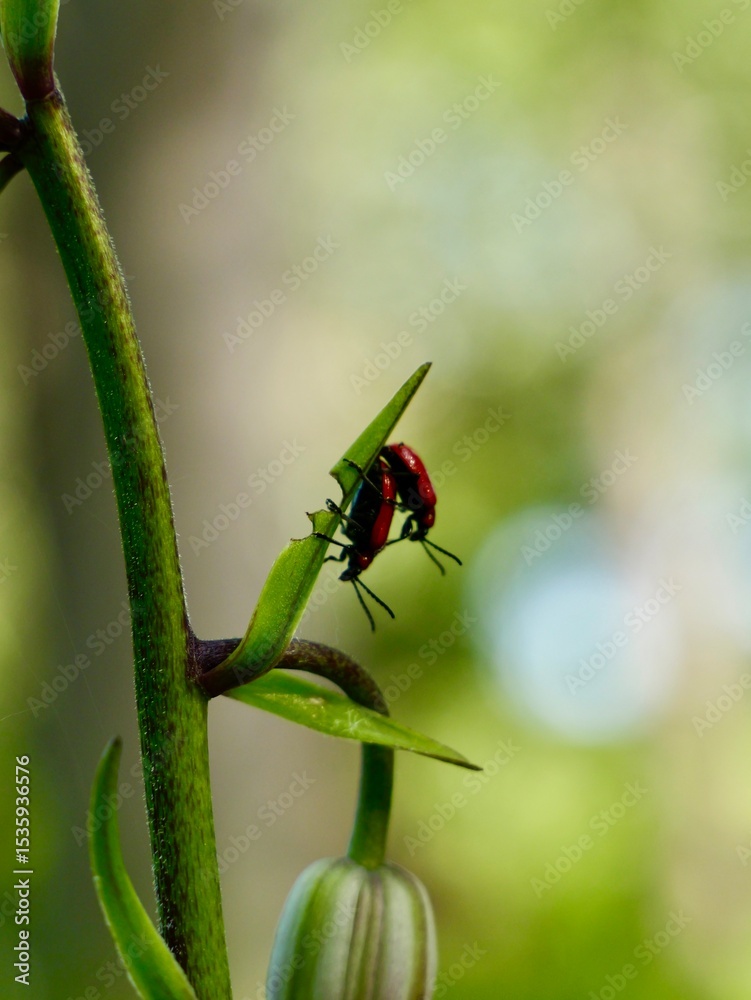 The scarlet lily beetle, red lily beetle, or lily leaf beetle (Lilioceris lilii), is a leaf beetle that eats the leaves, stem, buds, and flowers, of lilies, fritillaries etc. Sweden The scarlet lily beetle, red lily beetle, or lily leaf beetle (Lilioceris lilii), is a leaf beetle that eats the leaves, stem, buds, and flowers, of lilies, fritillaries etc. Sweden