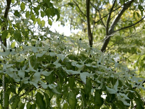 Photography Flowering of Cornus kousa var
