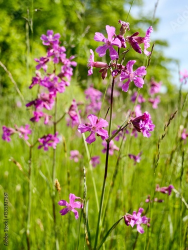 Flowers of the sticky catchfly (Viscaria vulgaris) or clammy campion, is a flowering plant in the family Caryophyllaceae. Sweden