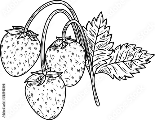 Strawberry cluster hand drawn ink sketch vector