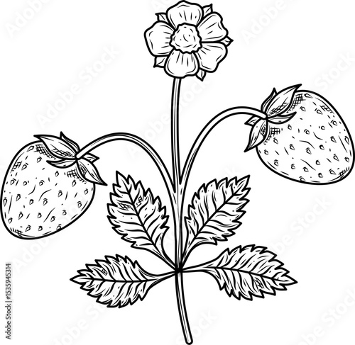 Strawberry with flower hand drawn ink sketch vector