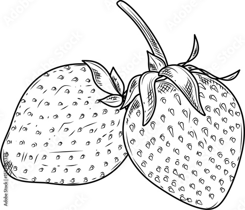 Two strawberry hand drawn ink sketch vector