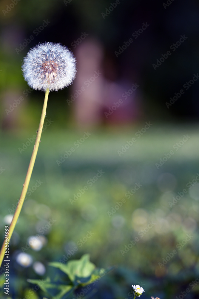 Fototapeta premium dandelion in the grass
