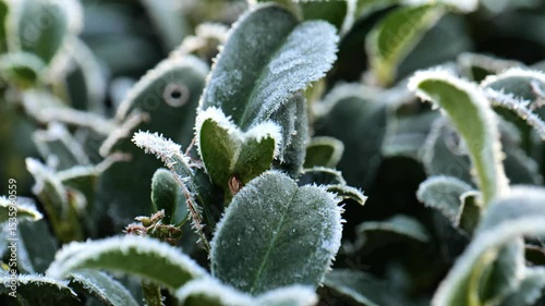Green leaves covered in frost.hoarfrost on plants in the garden.Cold and frost season. 4k footage
