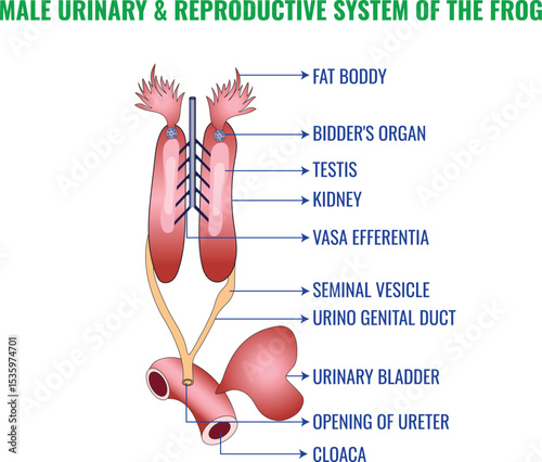 Male Urinary and Reproductive System of the Frog Anatomy Functions and Structures Explained