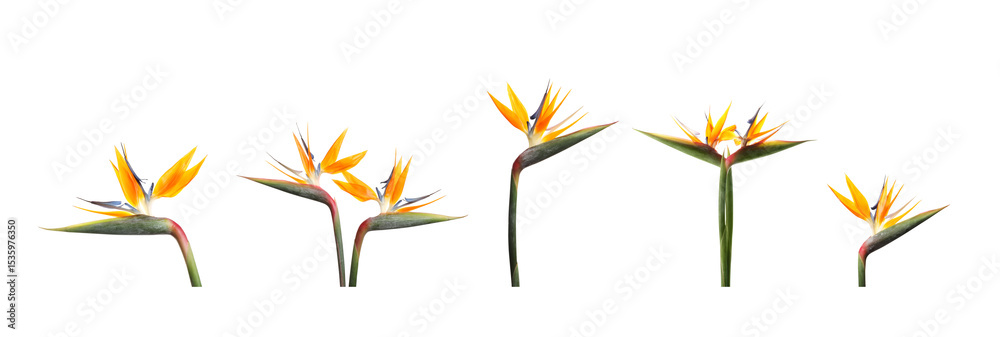 Obraz premium Bird of Paradise tropical flowers on white background, set