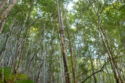 Looking up from ground level through the canopy of native trees, Snug Tiers