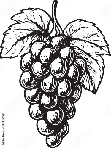 Detailed vintage drawing of grape clusters with leaves, symbolizing the heart of vineyards, showcasing freshness and the natural beauty of winemaking agriculture