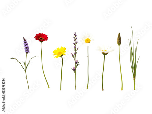 Set of wildflowers and daisies of various heights and colors,
