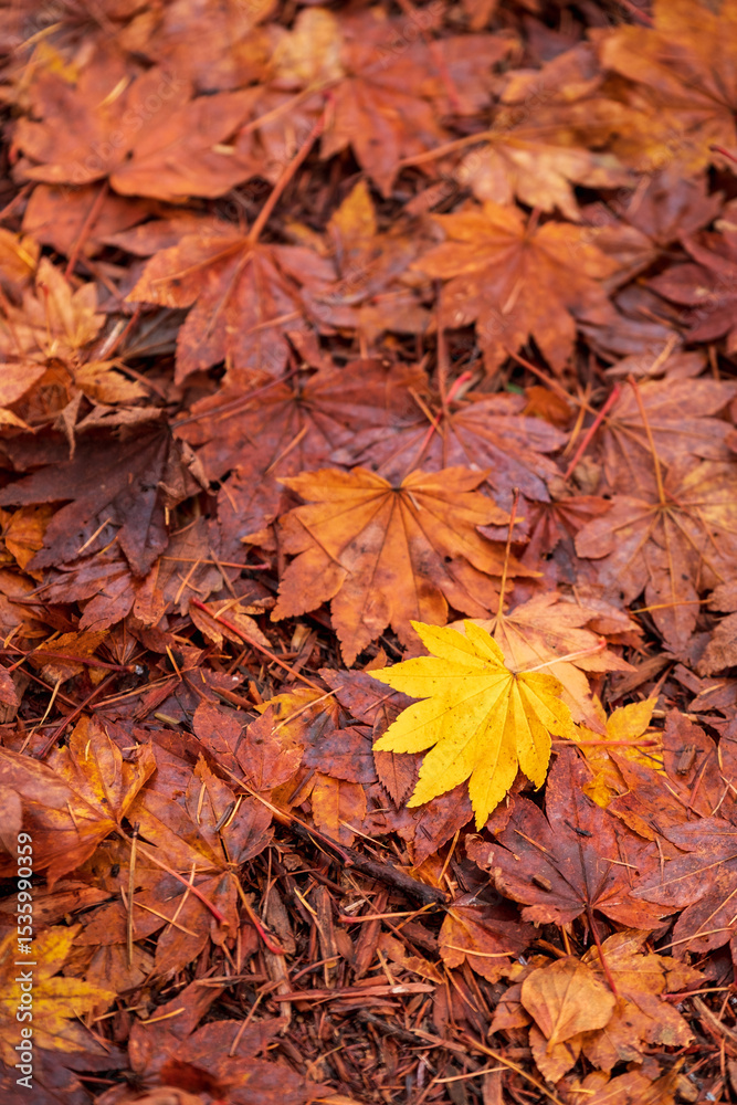 Obraz premium 紅葉 黄葉 もみじ