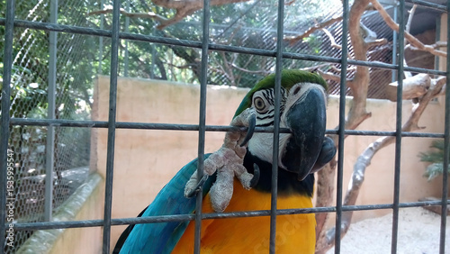 Fotografía Playful colorful blue and yellow macaw playing and fooling around with tongue, beak and clinging to aviary fence at zoo in Santa Eugènia, Mallorca