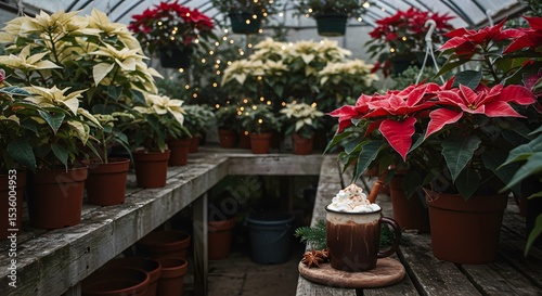 Cozy Christmas Poinsettia Greenhouse with Festive Hot Chocolate