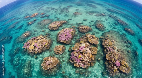 Aerial View of Vibrant Coral Reef Ecosystem in Shallow Turquoise Waters