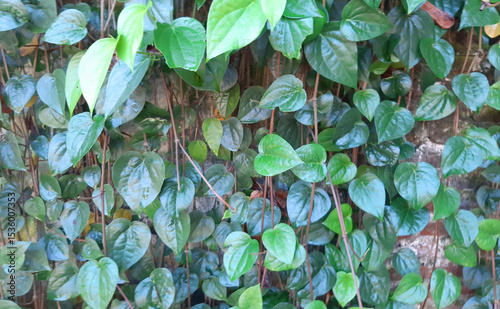 Close-up of lush green betel leaves growing on a wall