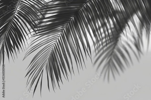 Realistic palm leaf shadow overlay, isolated on transparent background,