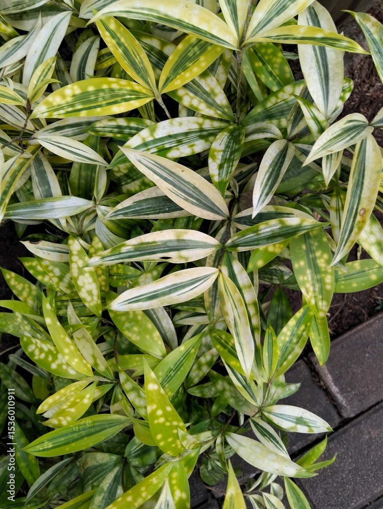 Obraz premium Close up of golden drassena leaves