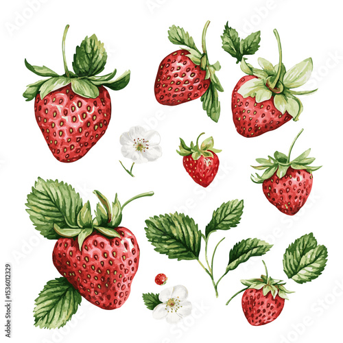 Strawberry vector, watercolor. Set of summer strawberry elements.