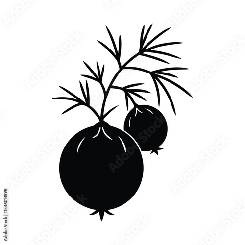 Detailed illustration of a juniper berry full body high resolution vector graphic