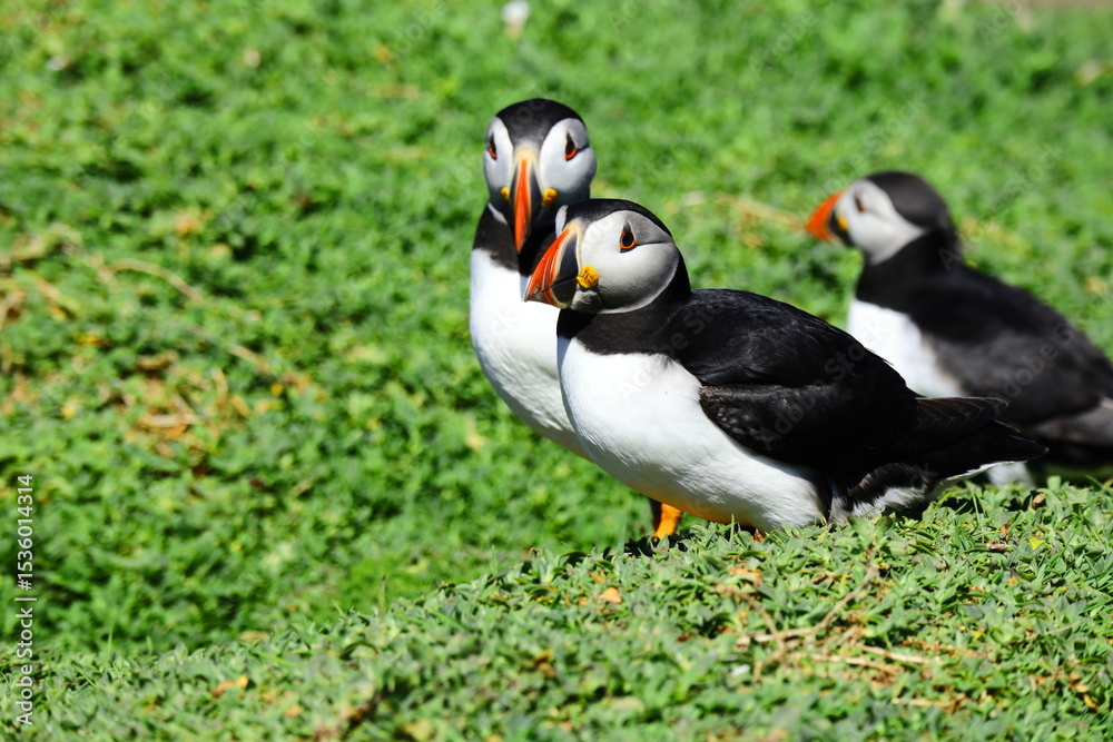 Naklejka premium Vibrant Wild Atlantic Puffins on lush green grass coastal cliff with wildflowers and a bright blue sea background. Saltee Island Summer Breeding Season, perfect Wildlife Observation
