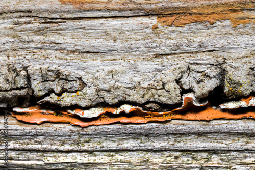 Close up view of peeled paint on a weathered wood for abstract background use