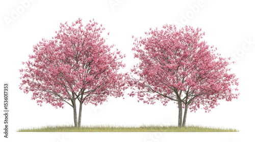  Swida walteri (Cornus walteri) Walters dogwood frontal view on white background