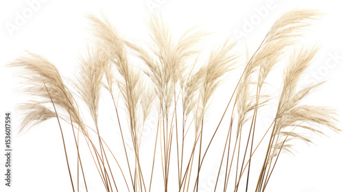  Miscanthus sinensis gracillimus on white background