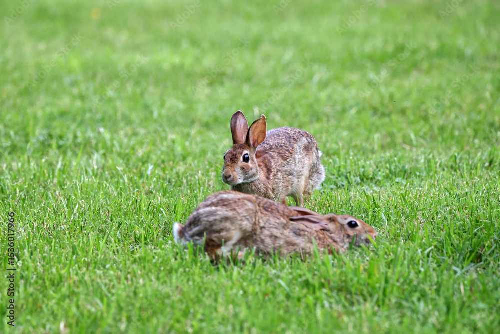 Obraz premium Cottontail, bunnies, playfully running in a grassy field. 