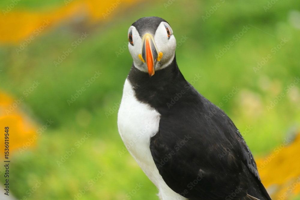 Naklejka premium Atlantic Puffin on Saltee Island, Wexford, Ireland – Summer Breeding Season Close-Up of Curious Seabird on Cliff with Green and Yellow Wildflower Background