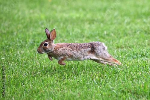Cottontail, bunnies, playfully running in a grassy field. 