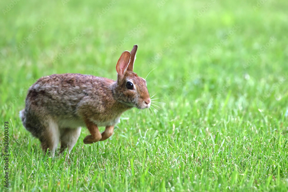 Cottontail, bunnies, playfully running in a grassy field. Cottontail, bunnies, playfully running in a grassy field.