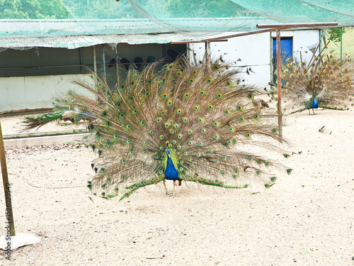 male peacocks display their vibrant feathers to attract a female peahen inside an enclosed, sandy and netted area 
